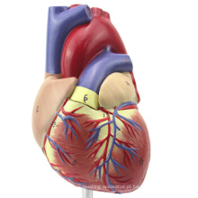 TopRanking 12479 Modelo anatômico do coração, tamanho da vida 2 peças anatomia modelo médico coração